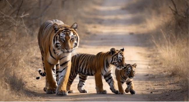 Ranthambore National Park