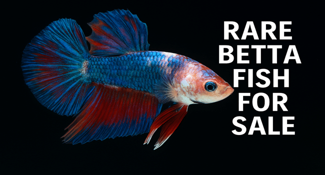 Rare Betta Fish Online