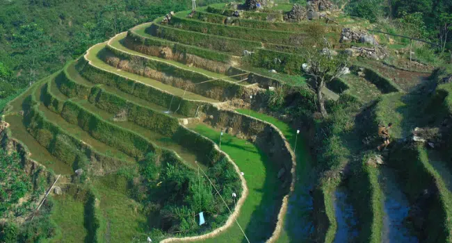 Rice Fields and Terraces of Sapa