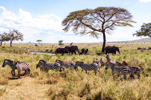 Safari Destinations