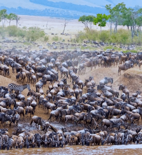 Serengeti Safari