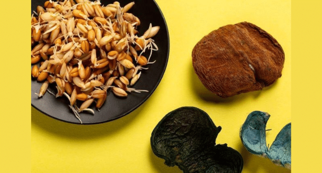 Sprouted Grain Company