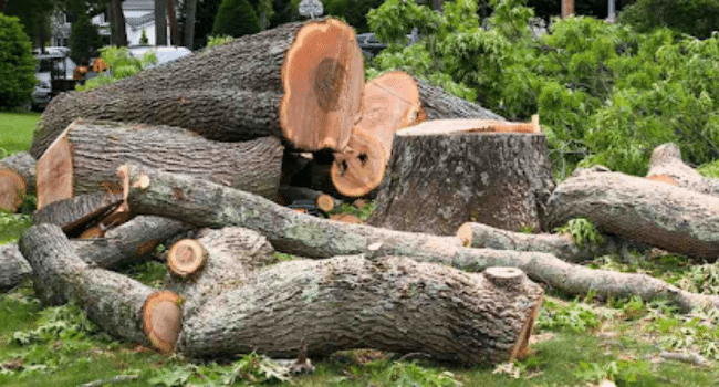 Stump Grinding