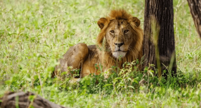 Tanzania Tours