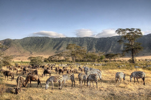 Tanzania's Best Safari Destinations
