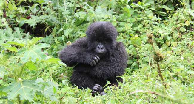 Tracking Gorillas
