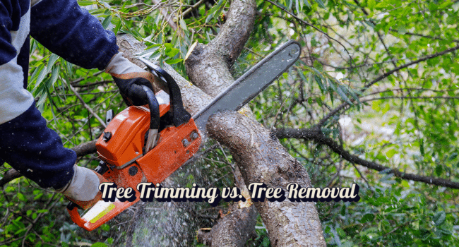 Tree Trimming vs. Tree Removal