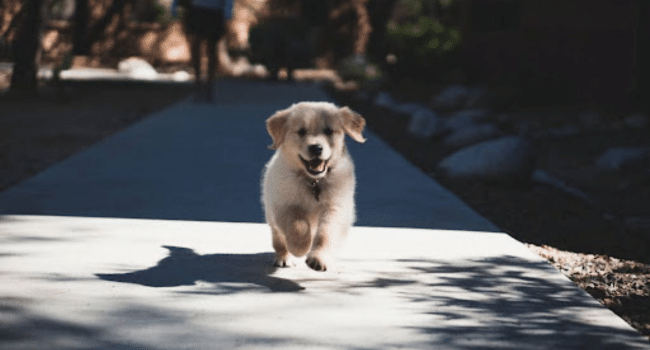 Understanding the Impact of High-Quality Ingredients on Canine Health