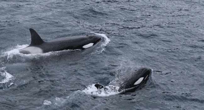 Whale Watching Tour at Channel Island