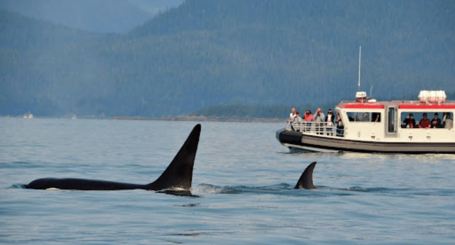 Whale-Watching Tours in O'ahu