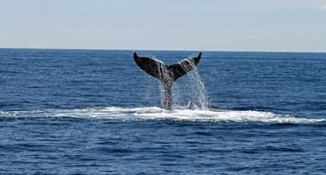 Whale Watching in Channel Island