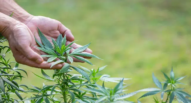 Where to Use Medical Marijuana in Ohio