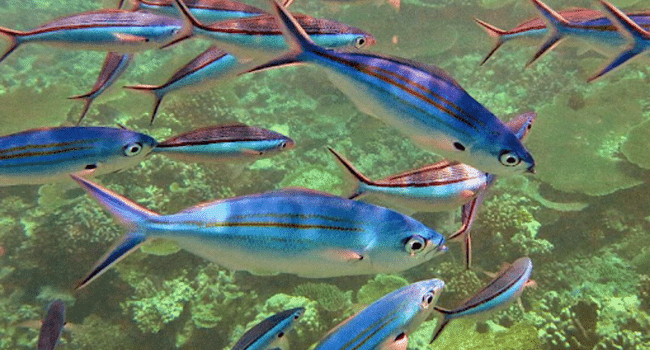 Yellow-Fin Soldierfish