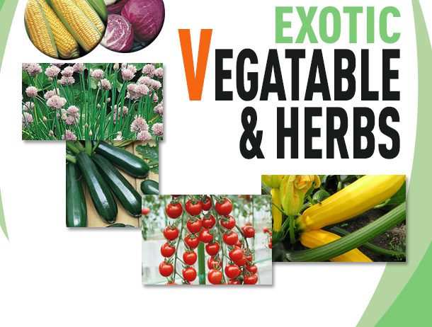 Vegetable-seeds-Urjaseeds