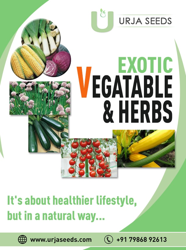 Vegetable-seeds-Urjaseeds