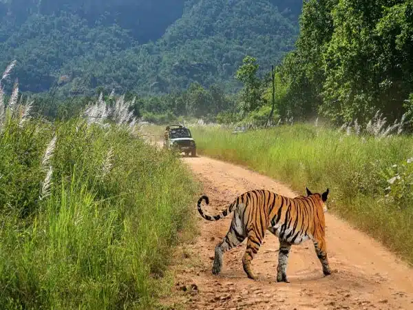 bandhavgarh-national-park_251
