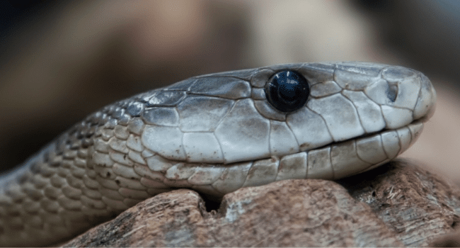 dreams of snakes
