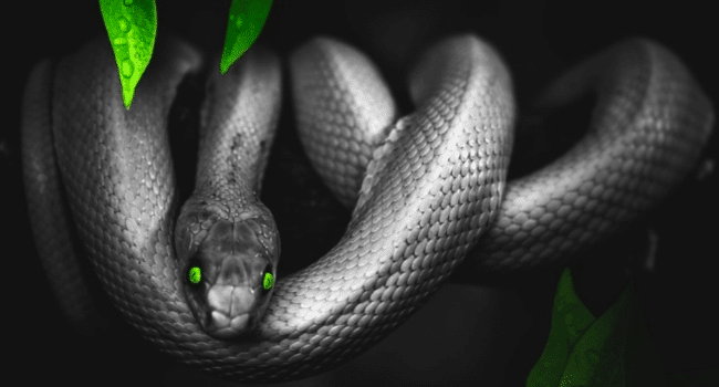 dreams of snakes
