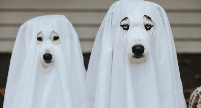 ghost follower on instagram