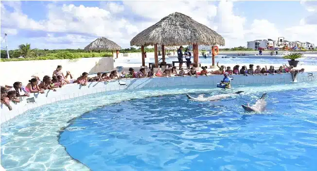 habitat dolphin discovery punta cana