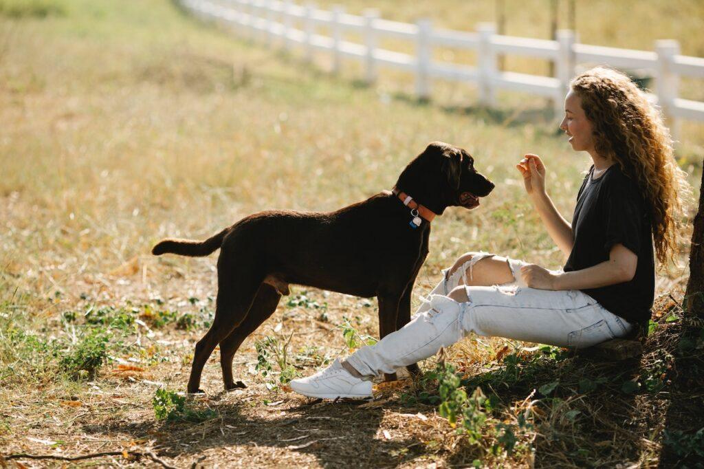 hiring a dog trainer