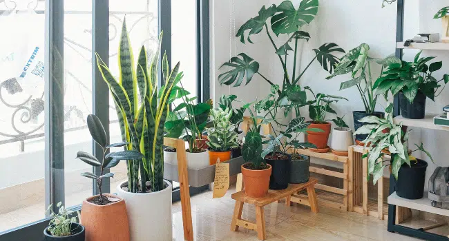 indoor plants