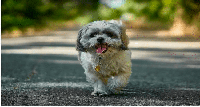 small dog teeth cleaning