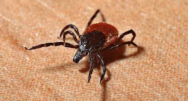 tick bite