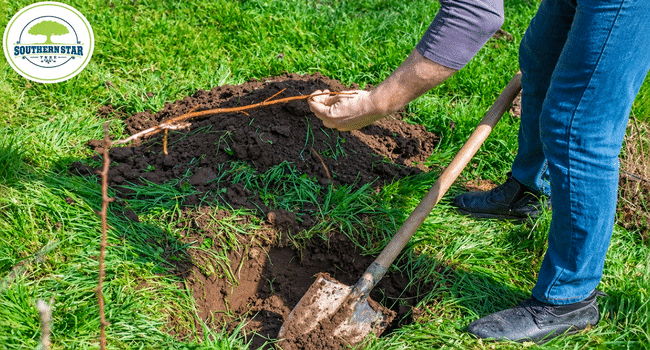 tree removal in Atlanta