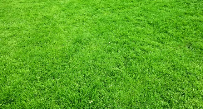 your lawn